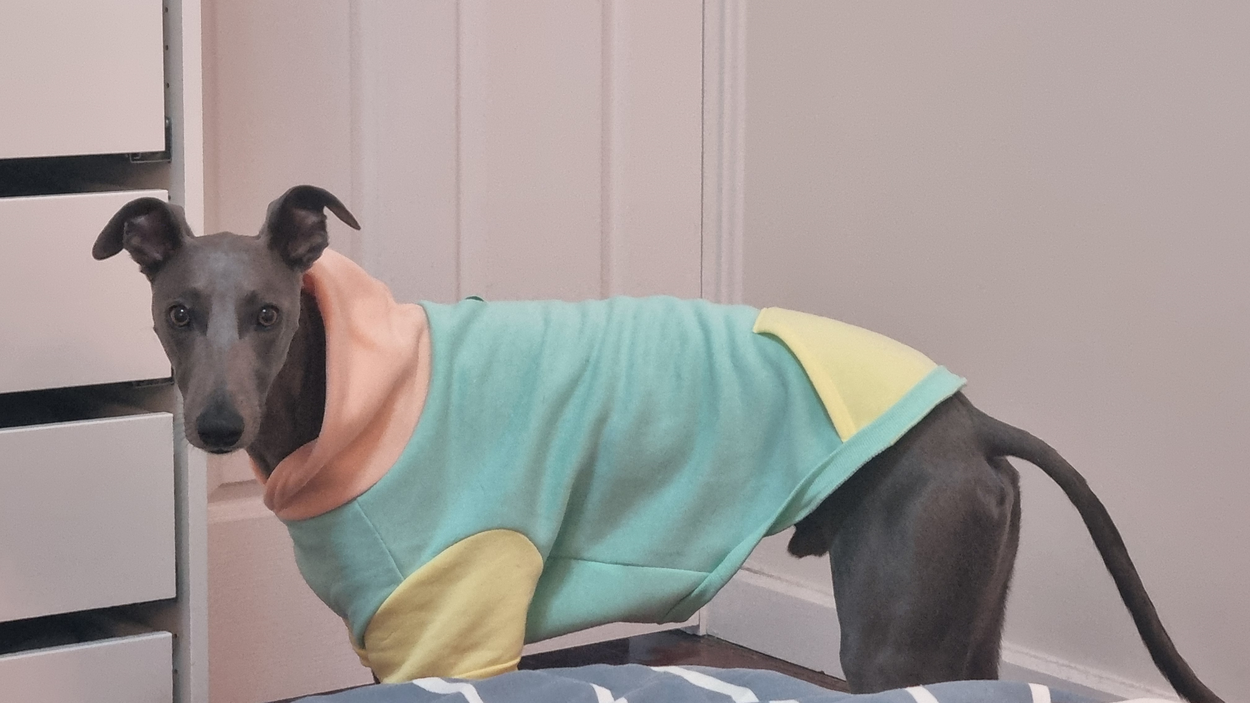 The most distinguished whippet in Perth